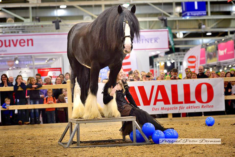 Shire Horse Hengst Tom auf der Equitana